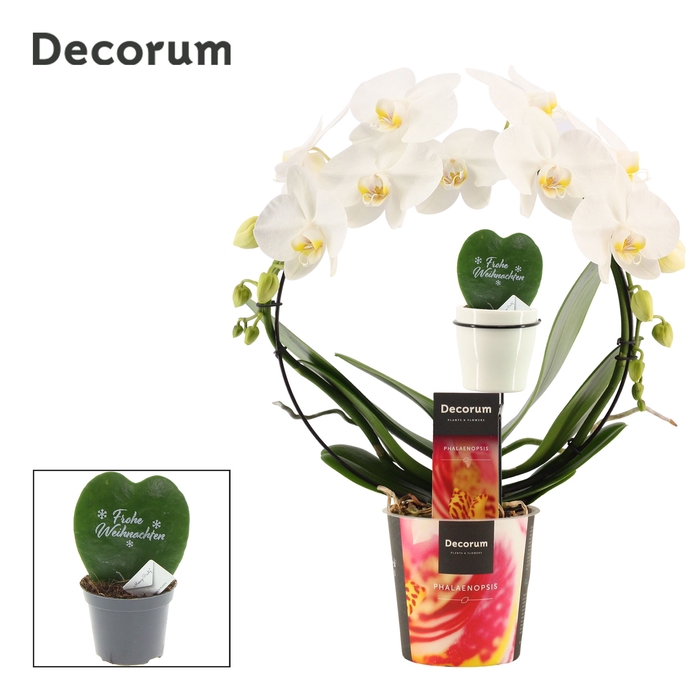 <h4>Phalaenopsis boog wit met Hoya Kerrii printz Frohe Weihnachten</h4>