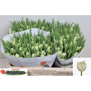 Tulipa do northcap