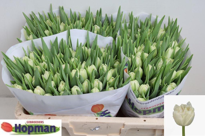 <h4>Tulipa do northcap</h4>