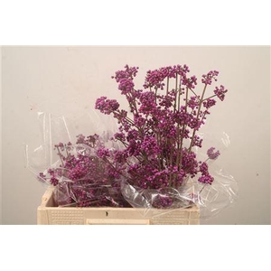 Callicarpa bod profusion