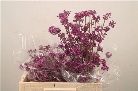 <h4>Callicarpa bod profusion</h4>
