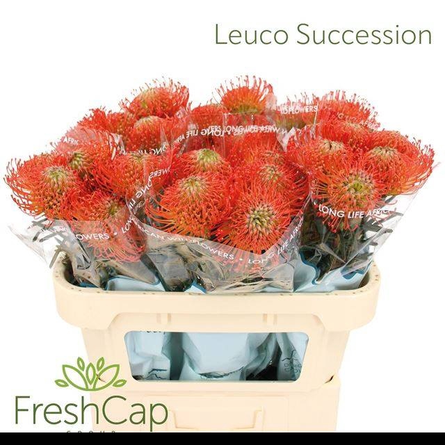 <h4>LEUCO CO SUCCESSION</h4>