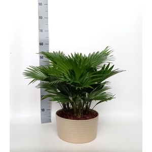 LIVISTONA ROTUNDIFOL