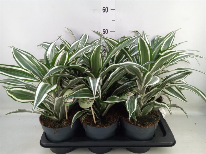 <h4>Dracaena frag. 'White Jewel'</h4>