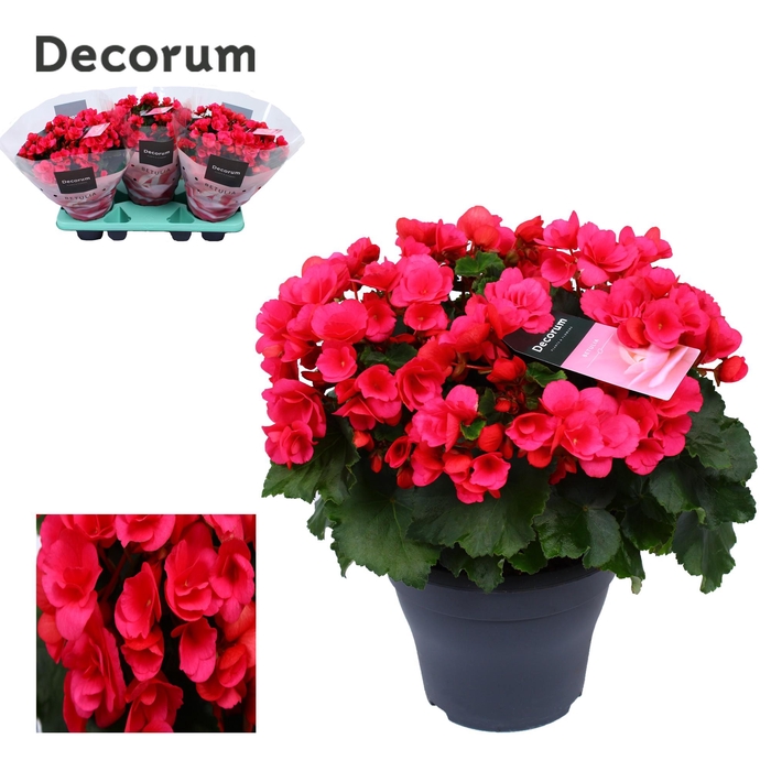 <h4>Begonia betulia ''pink'' lila Decorum</h4>