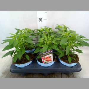Capsicum annuum   ...peper