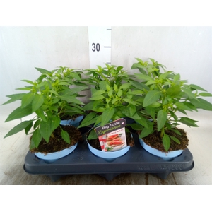 Capsicum annuum   ...peper