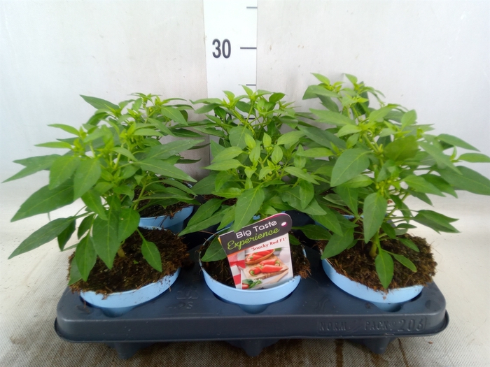 <h4>Capsicum annuum   ...peper</h4>