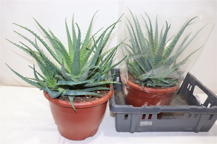 <h4>arr8 Aloe Arborescens</h4>