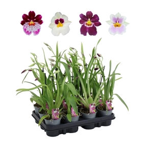 Miltoniopsis mix 9 cm 1 spike basic