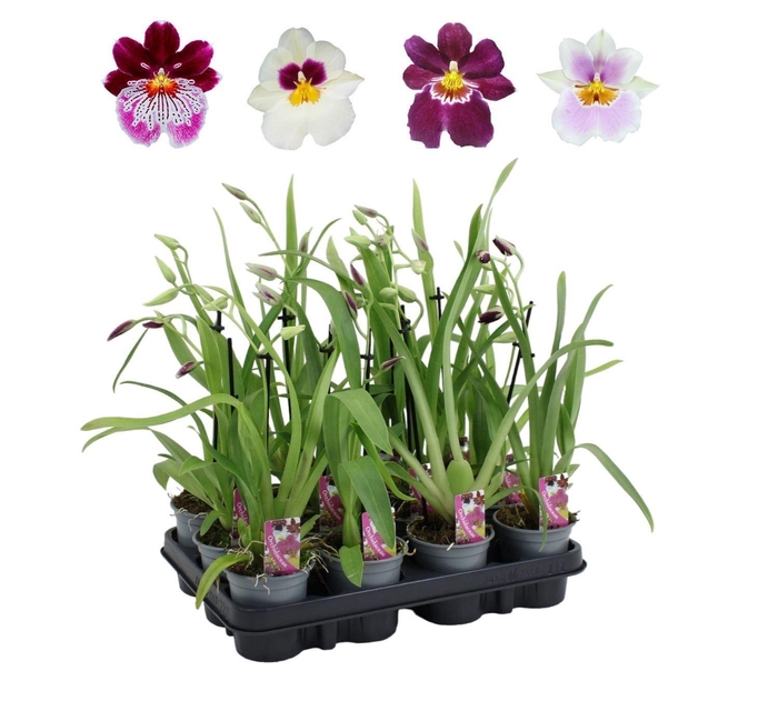 <h4>Miltoniopsis mix 9 cm 1 spike basic</h4>