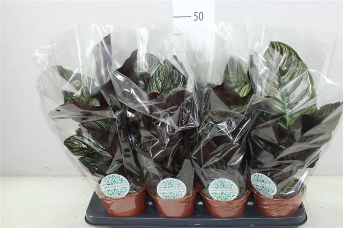 <h4>Calathea Ornata</h4>