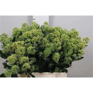 Skim J Frank Whit Bs