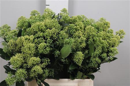 <h4>Skim J Frank Whit Bs</h4>