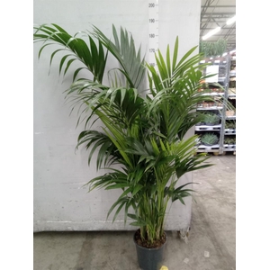 Howea forsteriana