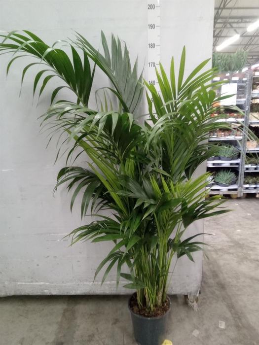 <h4>Howea forsteriana</h4>