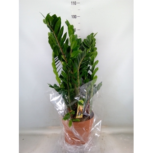 Zamioculcas zamiifolia