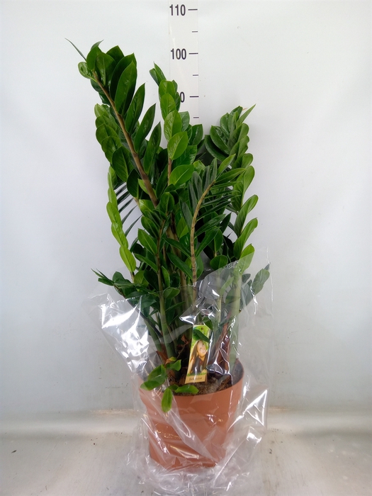 <h4>Zamioculcas zamiifolia</h4>