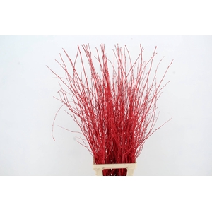 Betula Bs Red FST