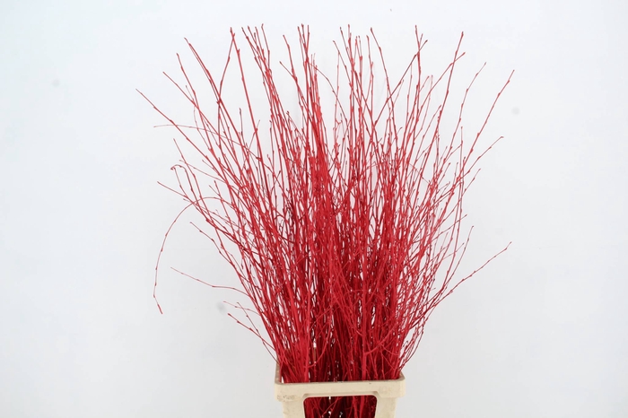 <h4>Betula Bs Red FST</h4>