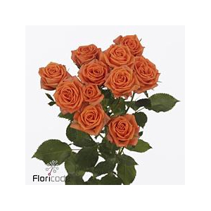 Rosa spray picanto
