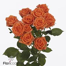 <h4>Rosa spray picanto</h4>