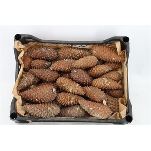 Pinea Maritima Naturel X35 Crate