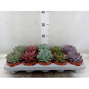 Echeveria   ...mix