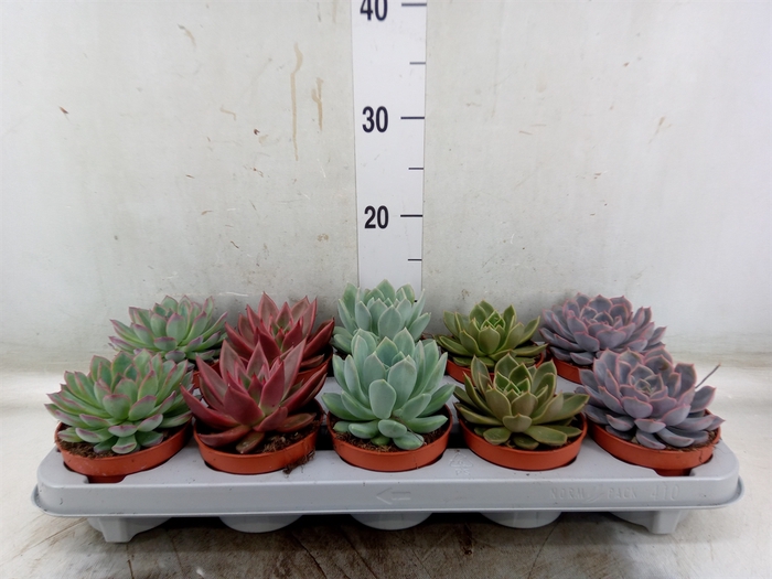 <h4>Echeveria   ...mix</h4>