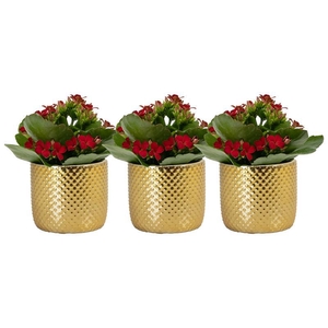 KALANCHOE BLOSSFELDIANA p6