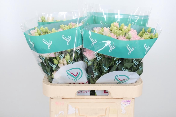 <h4>Eus G Chac Wed Pink</h4>