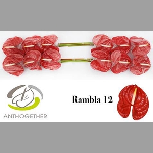 ANTH A RAMBLA