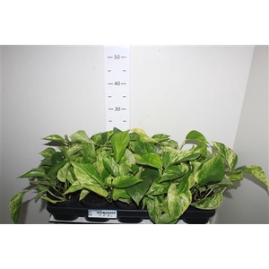 Epipr Marble Queen