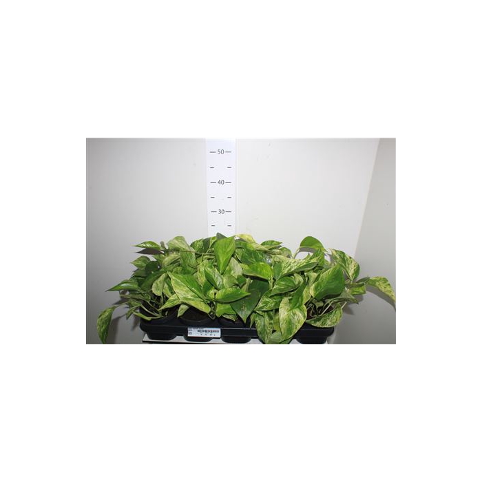 <h4>Epipr Marble Queen</h4>