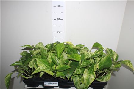 Epipr Marble Queen