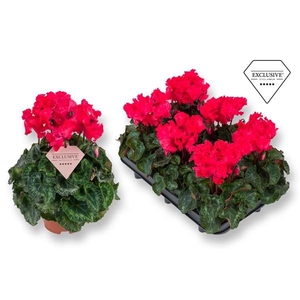 Cyclamen persicum midi Super Serie Merengue