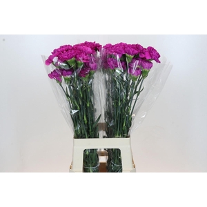 Dianthus St Tiepolo Fucsia