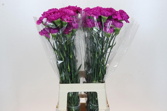<h4>Dianthus St Tiepolo Fucsia</h4>