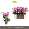 Phalaenopsis Multifloratypes Honeybee