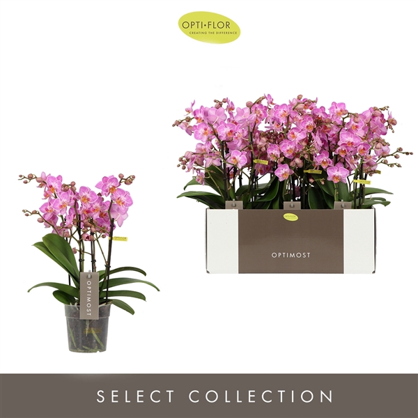 <h4>Phalaenopsis Multifloratypes Honeybee</h4>