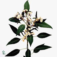 <h4>Euphorbia sp salmonette</h4>