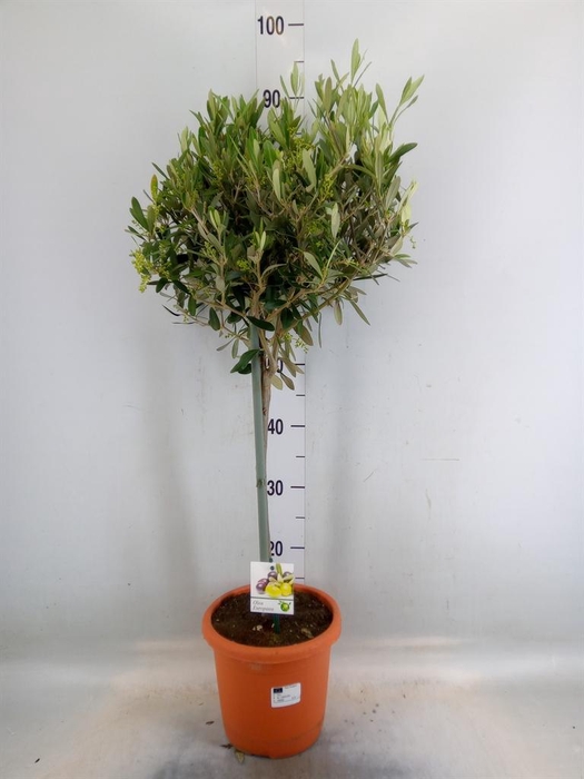 <h4>Olea europaea</h4>
