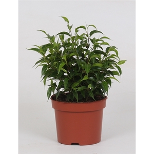 Ficus benjamina 'Natasja' Clumb mini