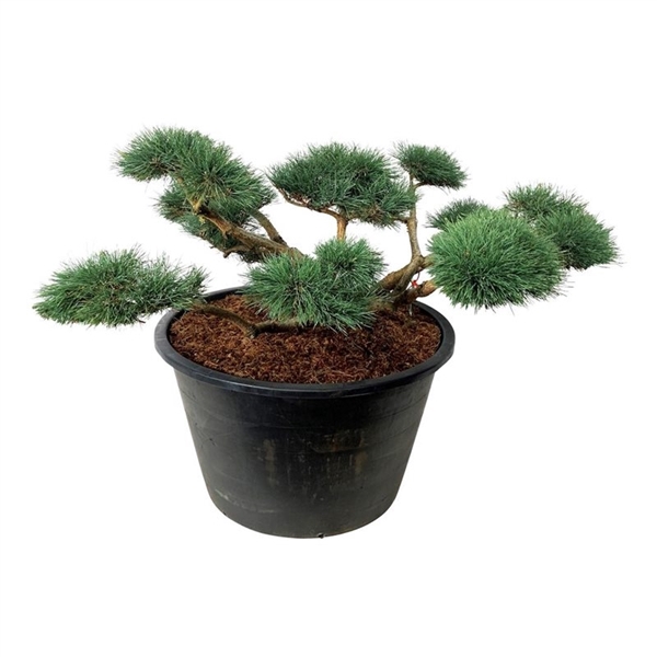 <h4>Pinus sylv. 'Repens'</h4>