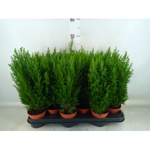 Chamaecyparis laws. 'Ellwoodii'