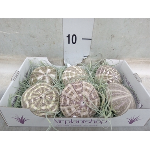 Tillandsia usneoides