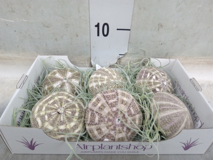 <h4>Tillandsia usneoides</h4>