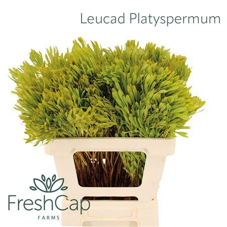 <h4>Leucad Platyspermum</h4>