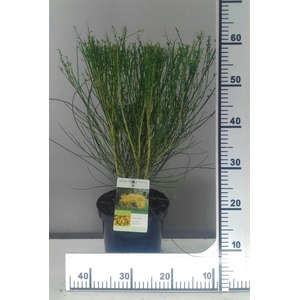 Cytisus Golden Sunlight