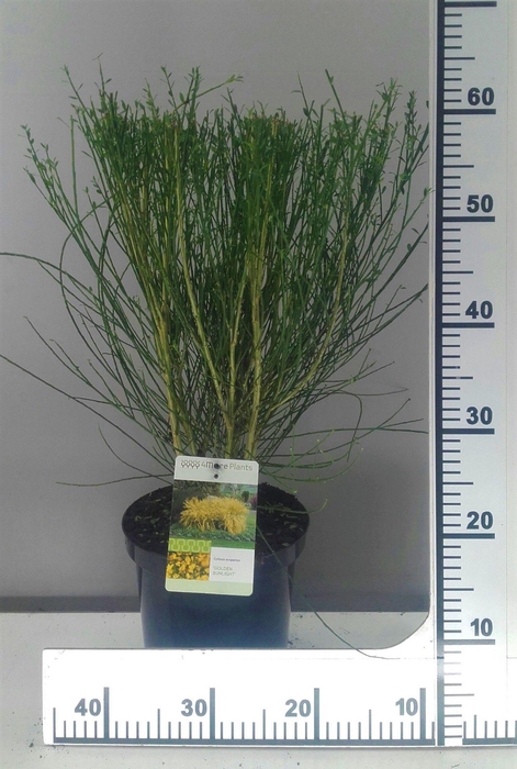 <h4>Cytisus Golden Sunlight</h4>
